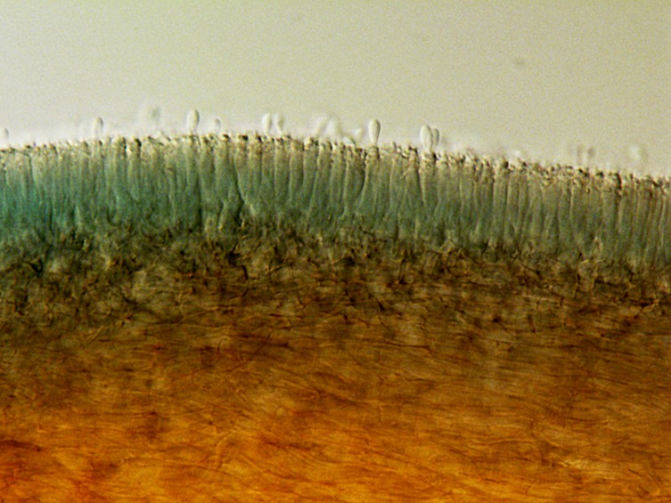 Ophiocordyceps floriformis